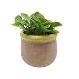 Rustic Pot with Yellow Trim