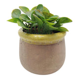 Rustic Pot with Yellow Trim